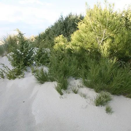 Jasmine 3* تويلادا